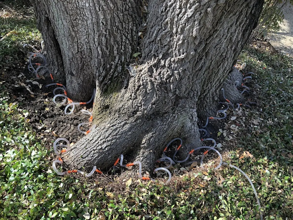Detailed Tree Cabling and Bracing job site in Halliday