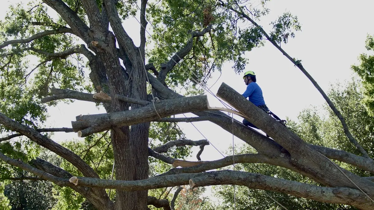 Professional Crown Thinning performed by certified arborists in Halliday